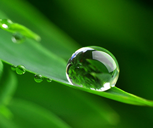 Blumen-Apotheke oHG - Verleih